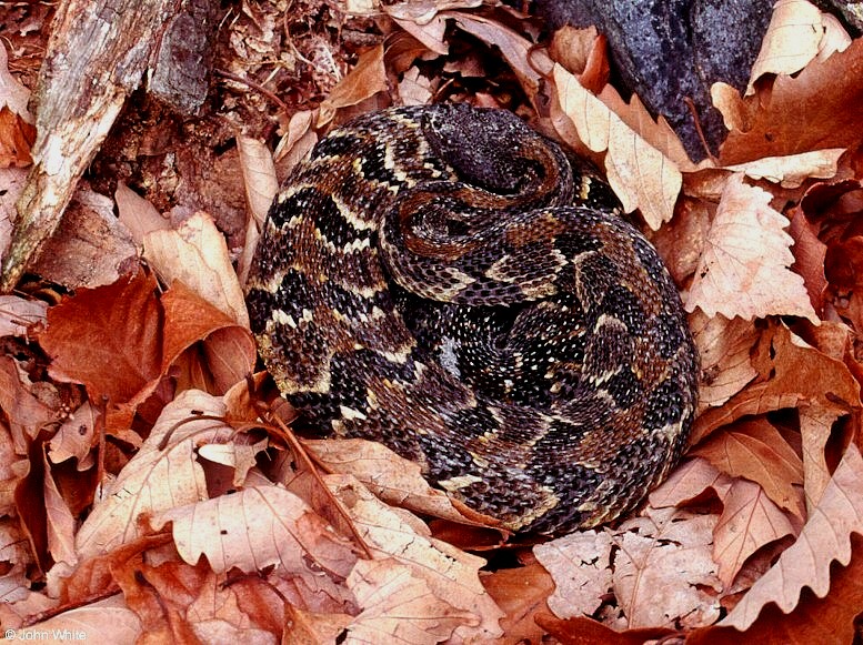 Timber Rattlesnake  (Crotalus horridus horridus)005.jpg [203 Kb]